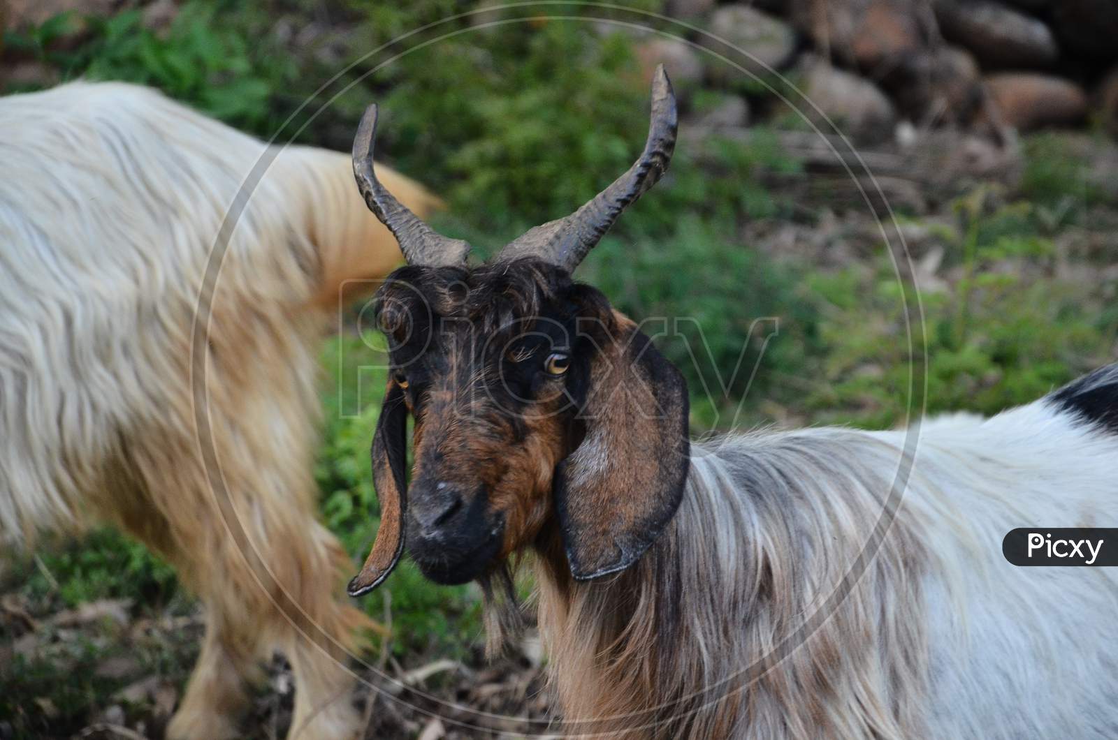 Goat at natural location Himachal pradesh India