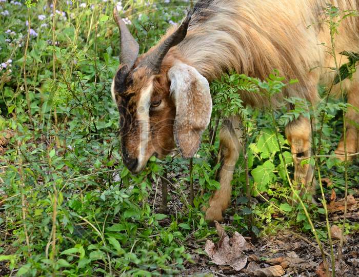Goat in natural location Himachal pradesh India