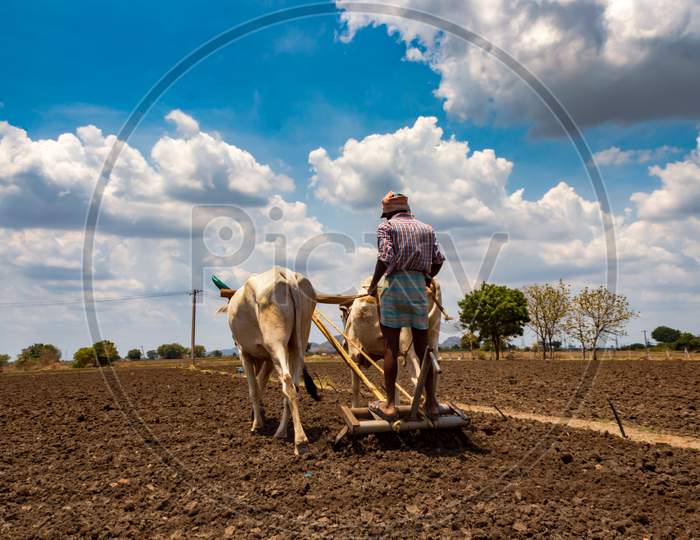 farmer ploughing the field with cows and plough