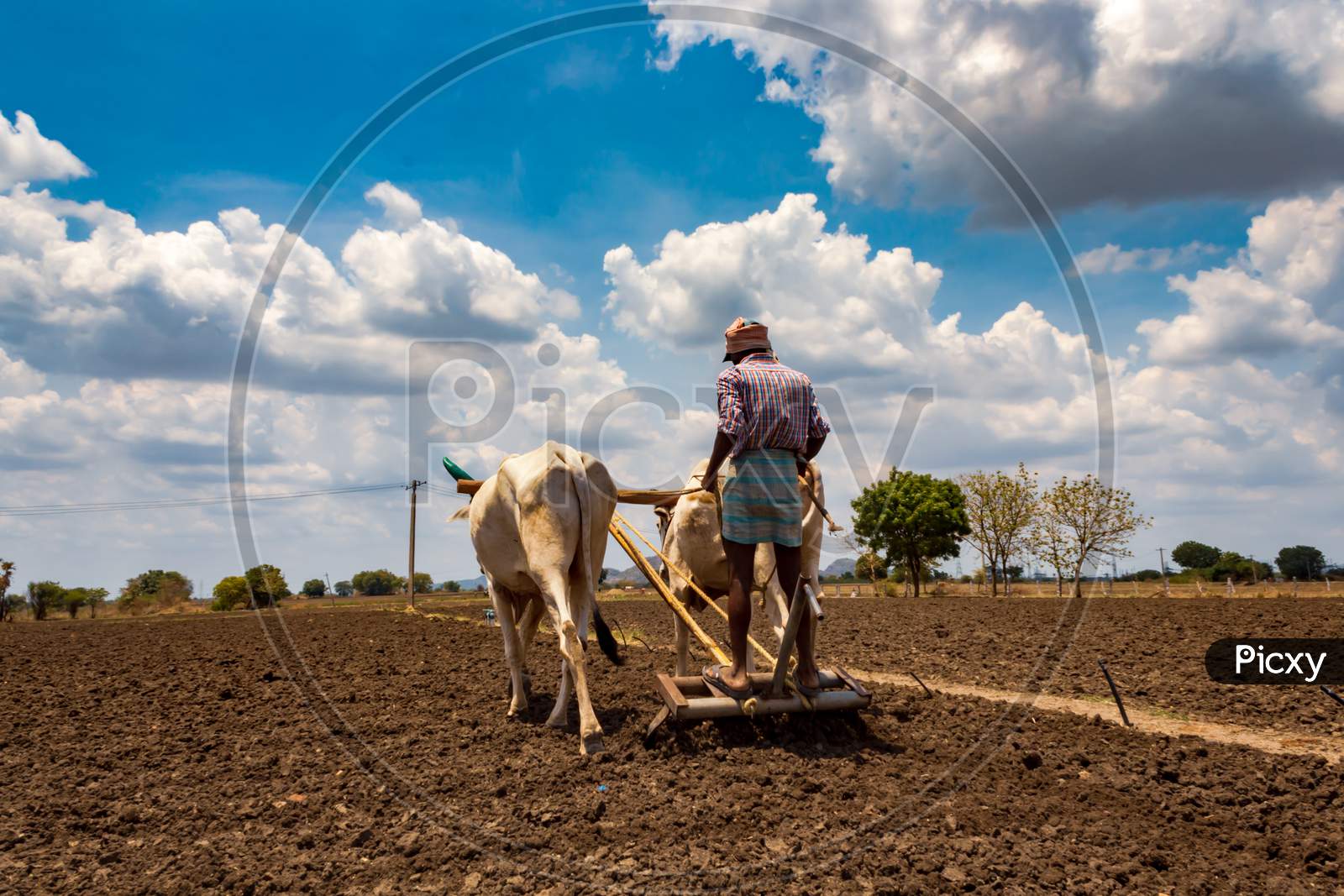 farmer ploughing the field with cows and plough