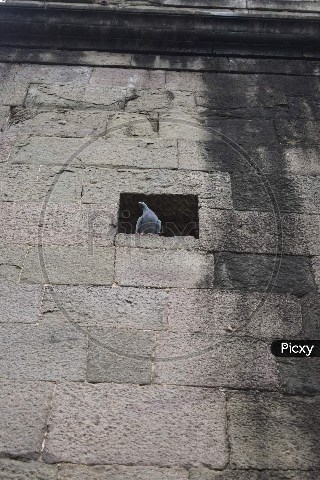 pigeon on the window of wall