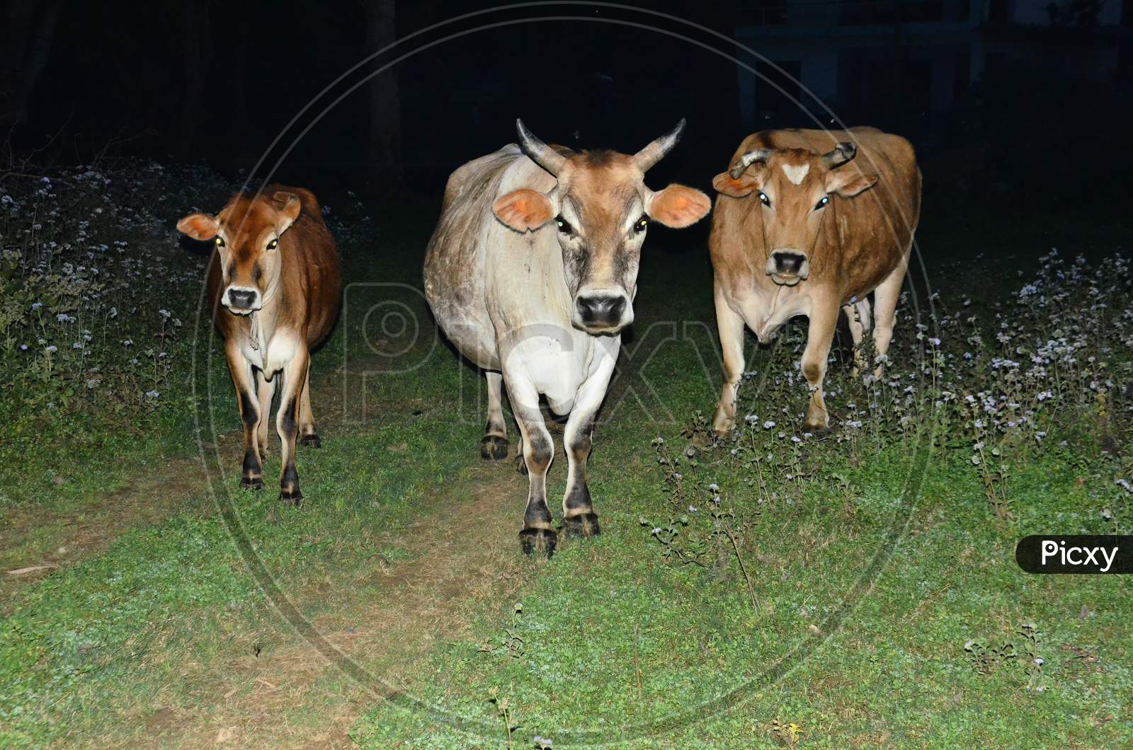 Cows In Rural Indian Villages