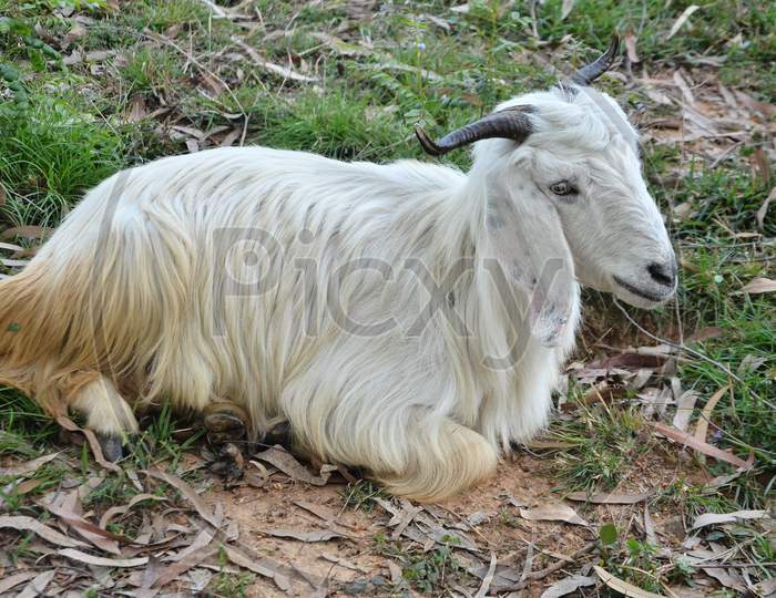 Goat seating on the ground in jungle