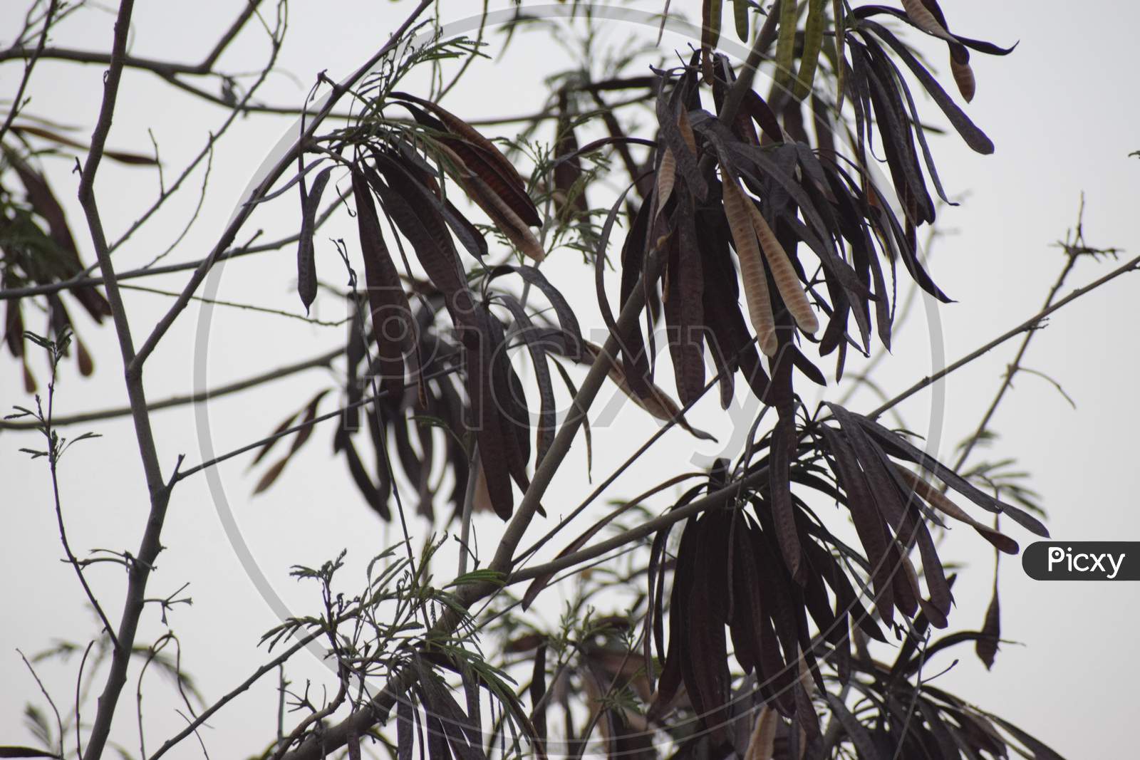 tree with dry leaves
