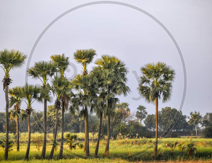 Landscape image of rural India