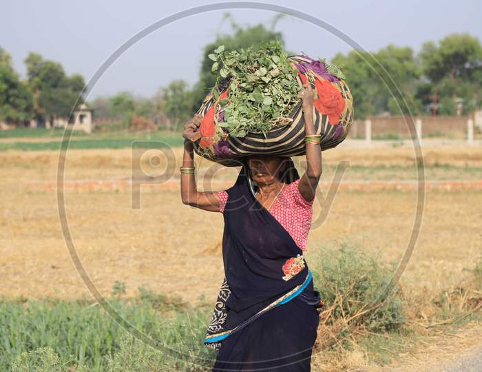 A Woman Carries  Animal Feed or Grass  On Her Head  From Field  During Nationwide Lockdown For Coronavirus Or COVID-19 Outbreak in Prayagraj