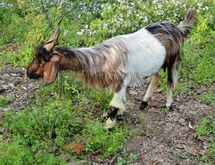 Goat in natural location Himachal pradesh India