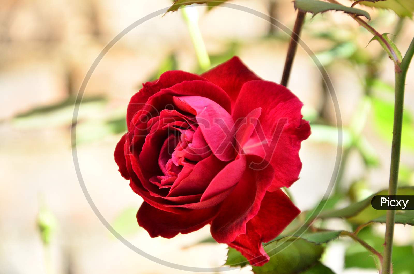 Beautiful red Rose in the garden