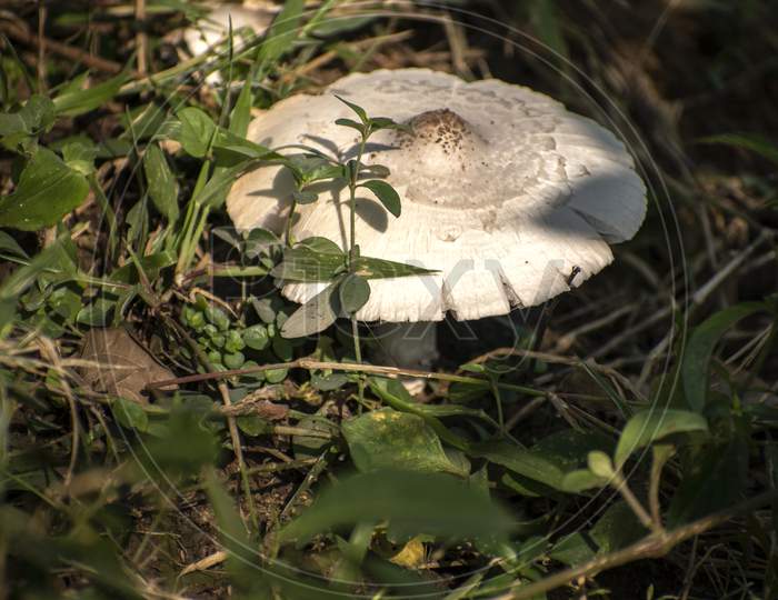 Forest mushrooms growing in green grass