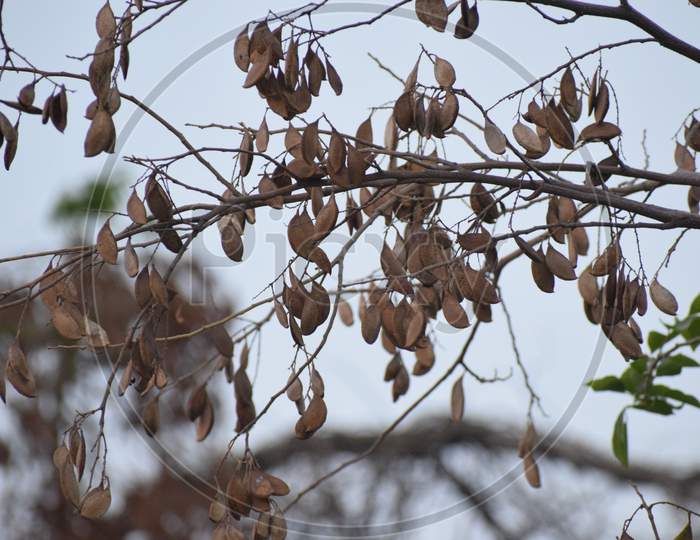 bunches of dry leaves on the branches of tree