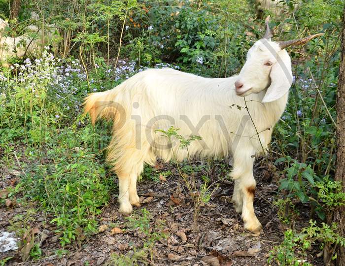 Goat at natural location Himachal Pradesh India