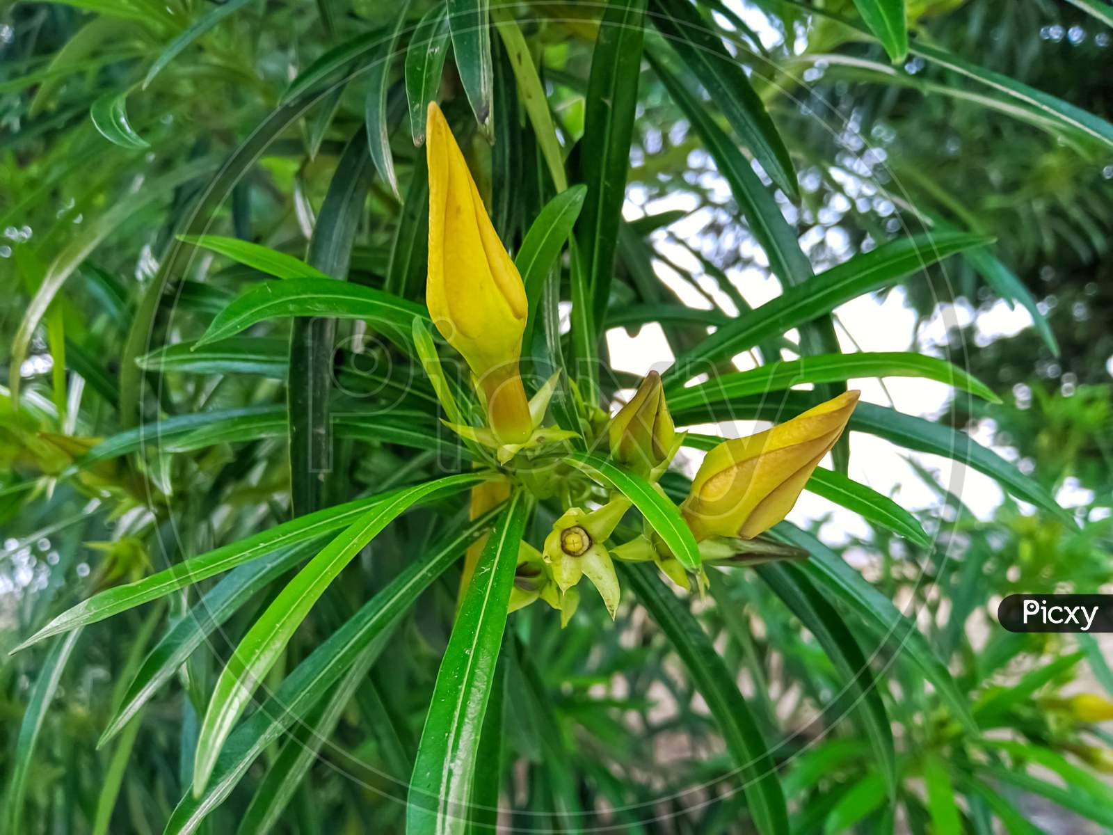 Image of casbela thevetia flower
