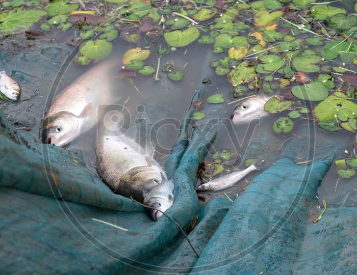 Pictures of some freshwater fish, caught in a fishing net by the lake