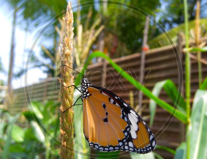 Butterfly beautiful