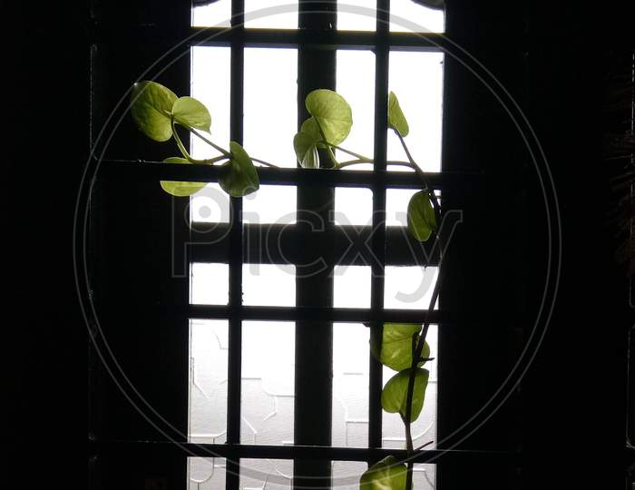 window Money Plant