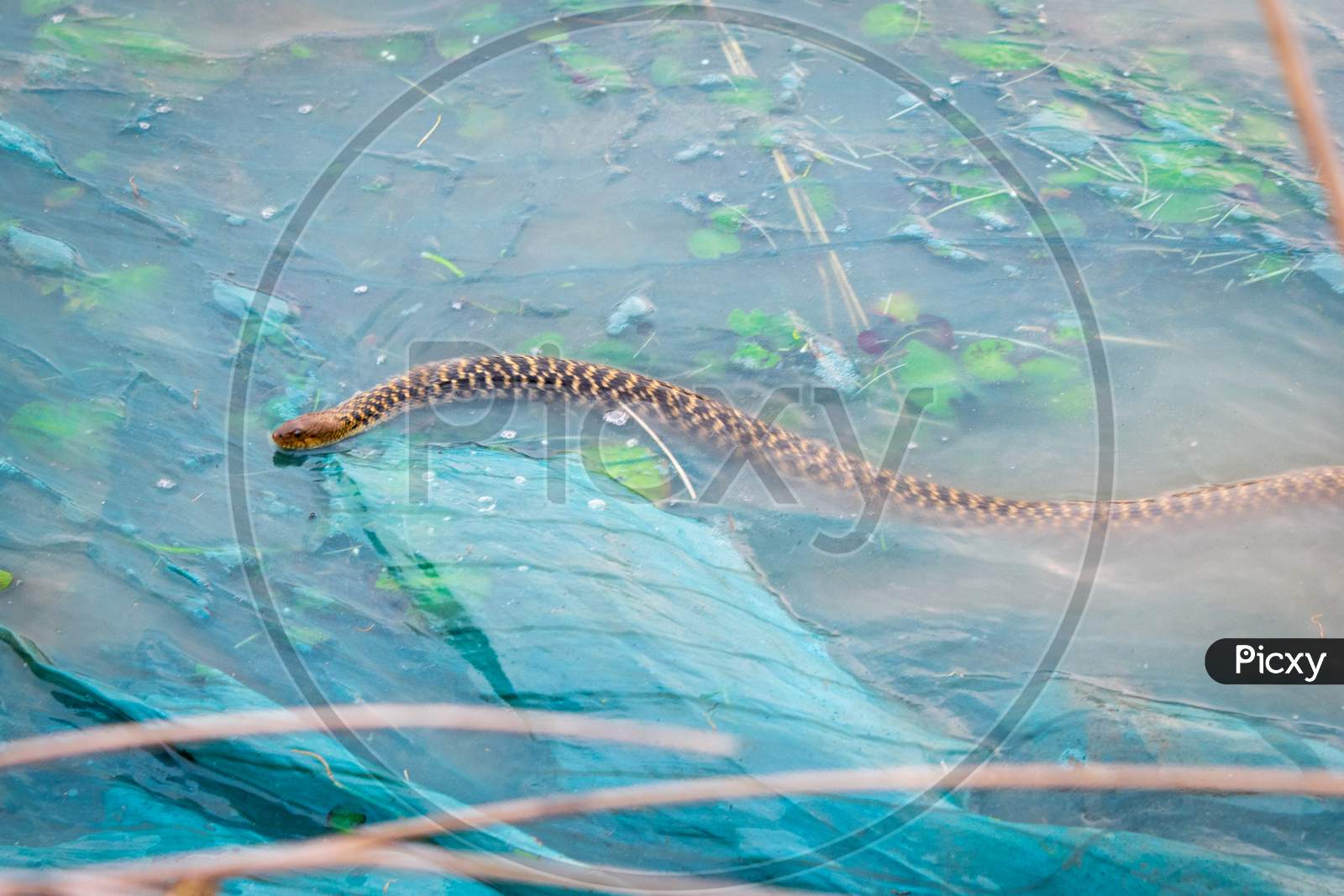 Photo of a rat snake on the fishing net by the lake