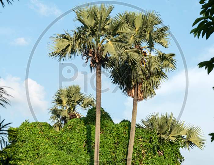 A picture of a beautiful jungle where Some palm trees in the sky