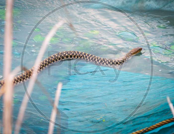 Photo of a rat snake on the fishing net by the lake