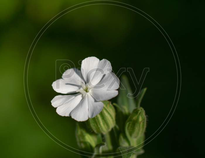 white flower with green background