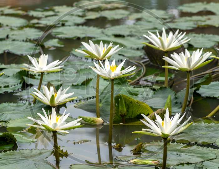 Lovely flowers White Nymphaea alba commonly called water lily among green leaves