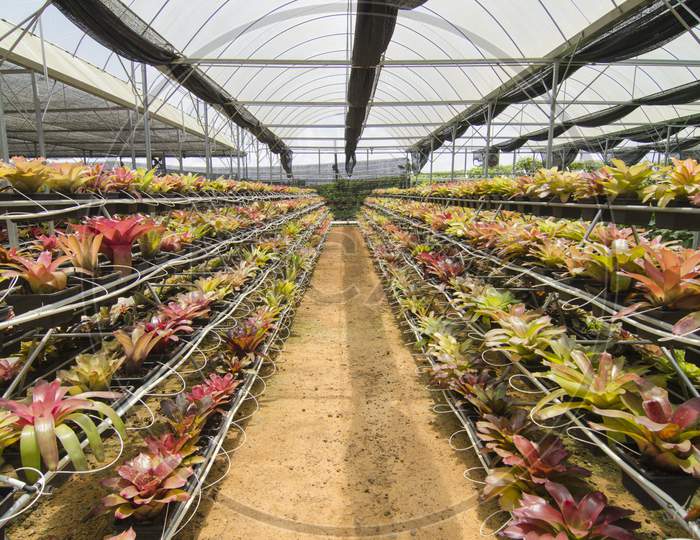 Organic Farming Is  Agricultural System Rapidly Developed Now. Red Plant Growing In Plastic Covered Greenhouse