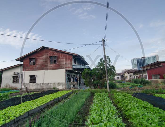 Vegetable Farm, With Vegetable Farm In Front Of Wooden House.