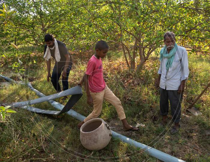 farmers working at a garden for the irrigation of guava's garden