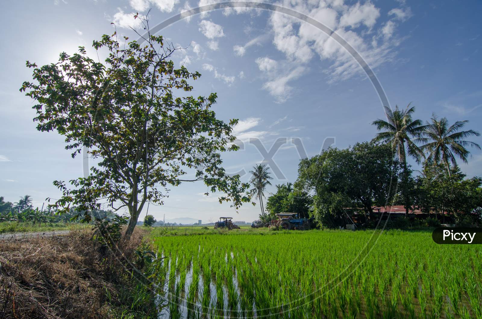Paddy Field With A Tree And Tractor In The Morning.