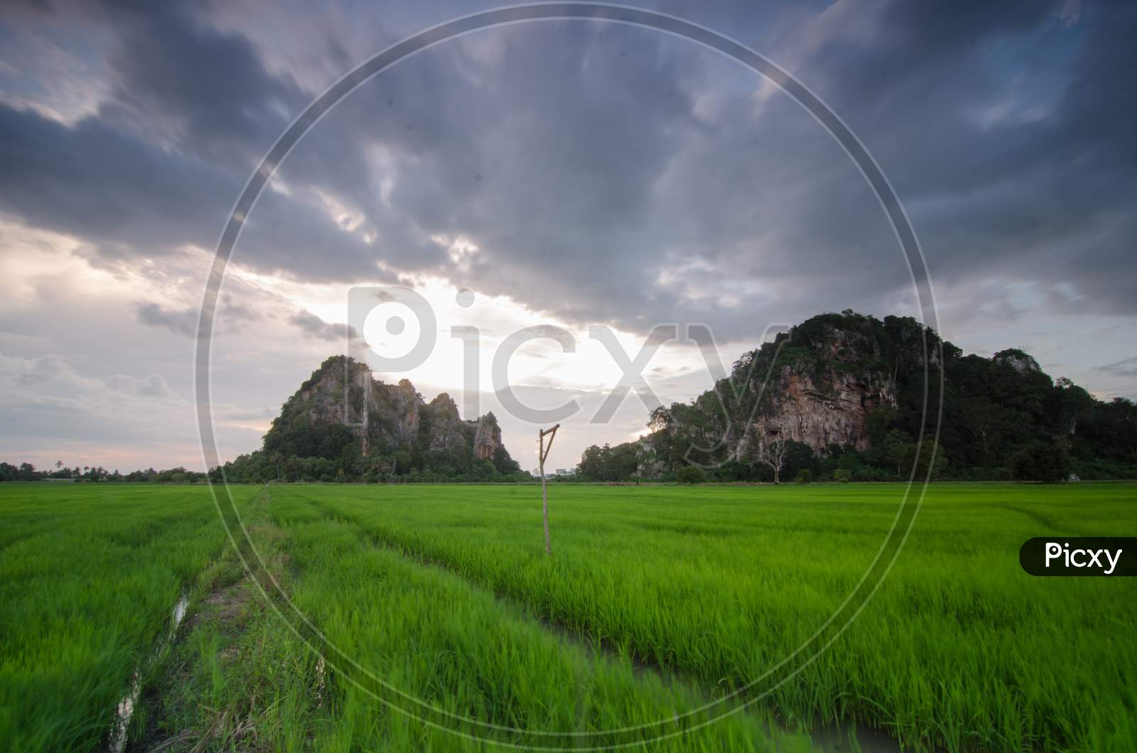 Landscape Of Limestone Hill In The Paddy Field At Kodiang,Kedah,Malaysia.