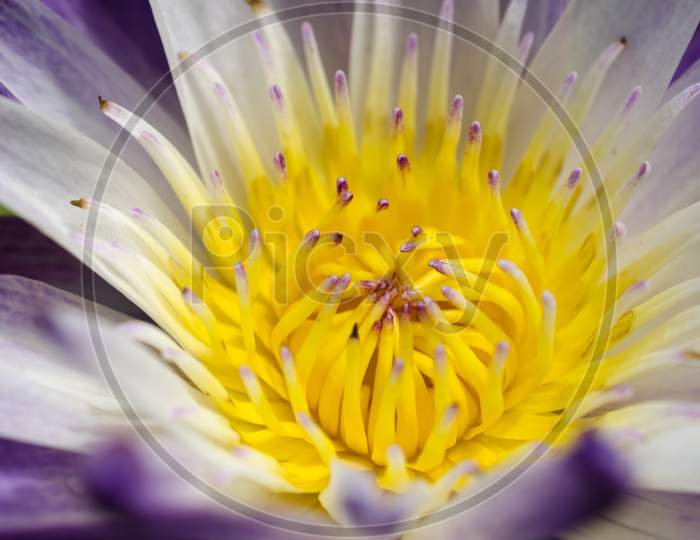 Close Up Purple Petal Yellow Stamen Water Lily.