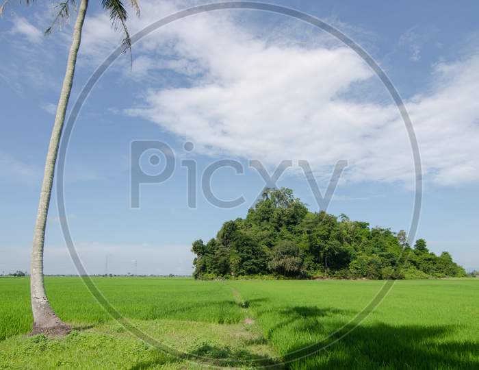 Natural Coconut Tree At Paddy Field Under Blue Sky
