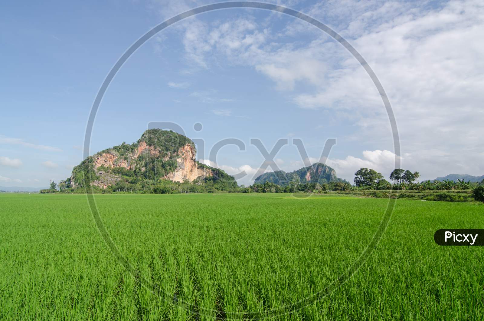 Green Paddy Field With Limestone Hill,