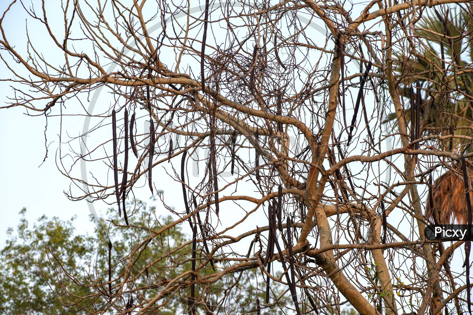 Image of a leafless tree inside the jungle