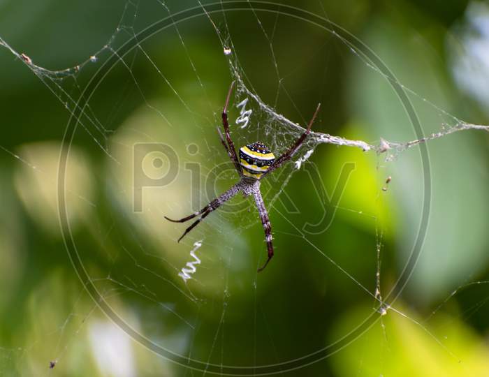 Closeup photo of a big spider sitting on the web at the rain-forest