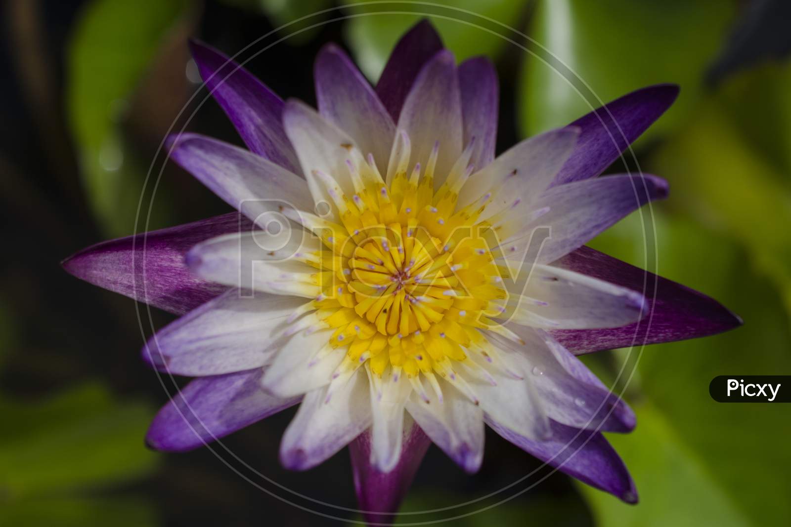 Purple Water Lily With Yellow Stamen Above The Water. White And Purple At The Petals.