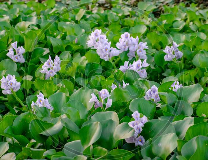 Eichhornia crassipes, commonly known as common water hyacinth
