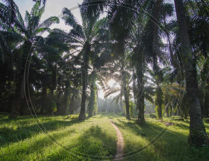 Oil Palm Estate With Back Light In The Morning. Shadow Of Oil Palm Tree Can Be Seen.