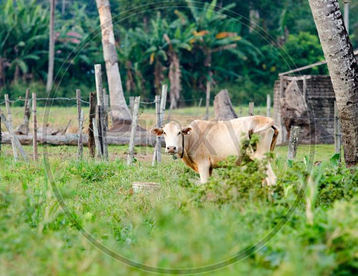 Domestic Cow In The Green Field
