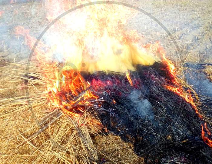 Farmers Set Fire To The Crop Remaining At Agricultural Fields