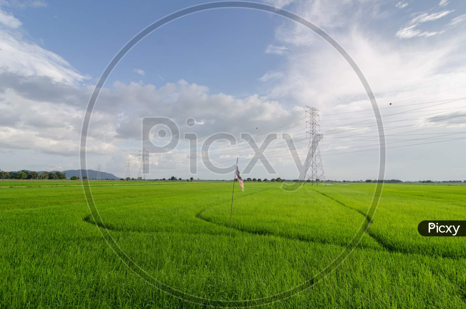Paddy Field With Electric Tower Under Blue Sky.