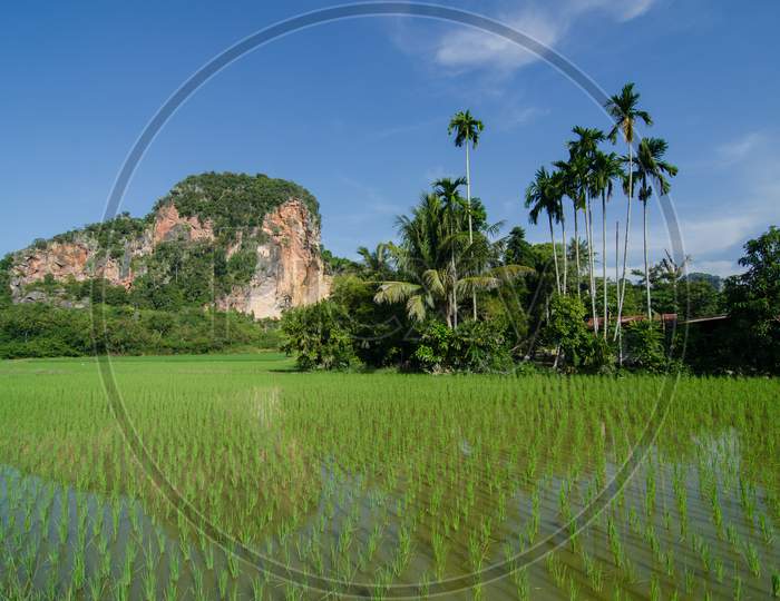 Coconut Tree And Limestone Hill In The Paddy Field.
