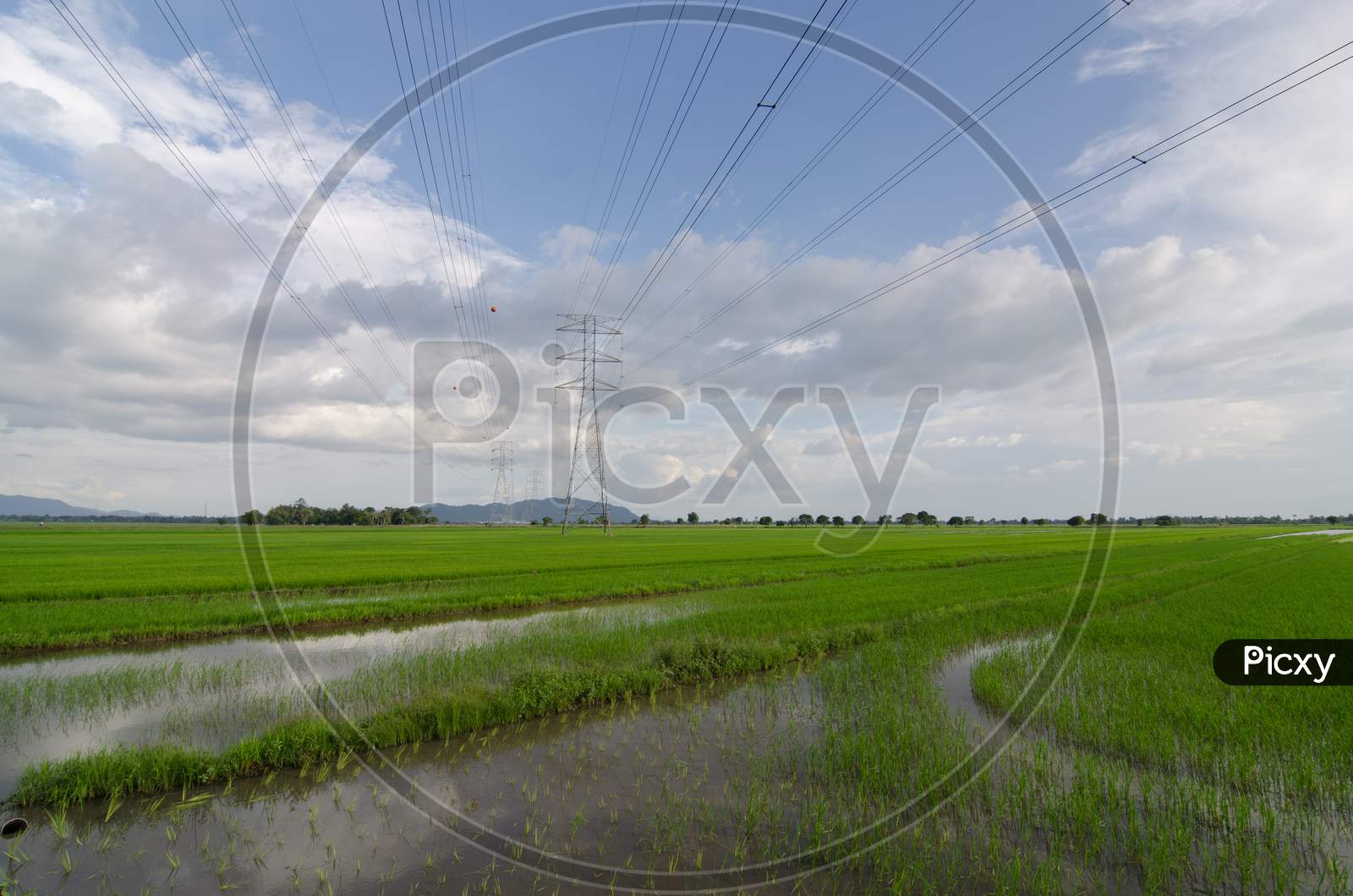 Paddy Field With Electric Tower Under Blue Sky