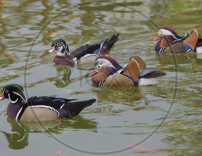 Mandarin Duck Or Perching Duck. A Small Group Of Ducks Family.