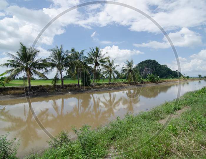 Reflection Coconut Tree In Paddy Field