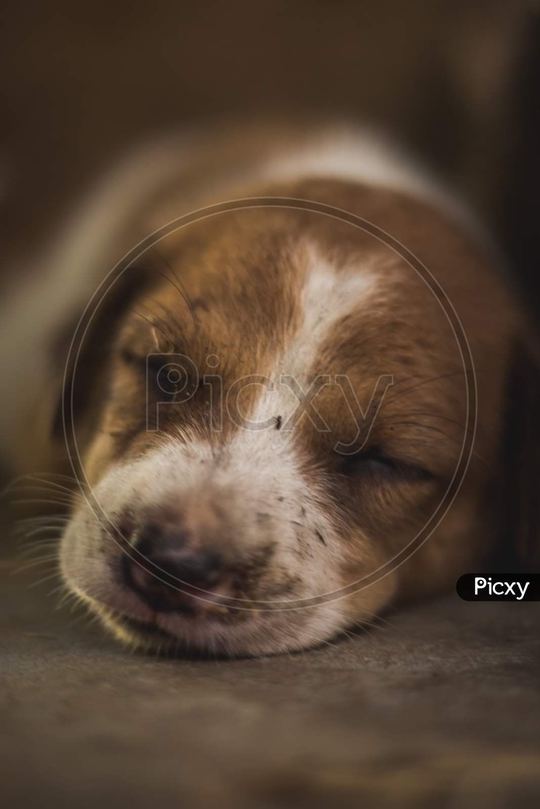 Cute Sleeping Street Dog Puppy. Small Puppy Dog Sleeping On The Market Road In India. Home Less Street Dog Puppy Lying.