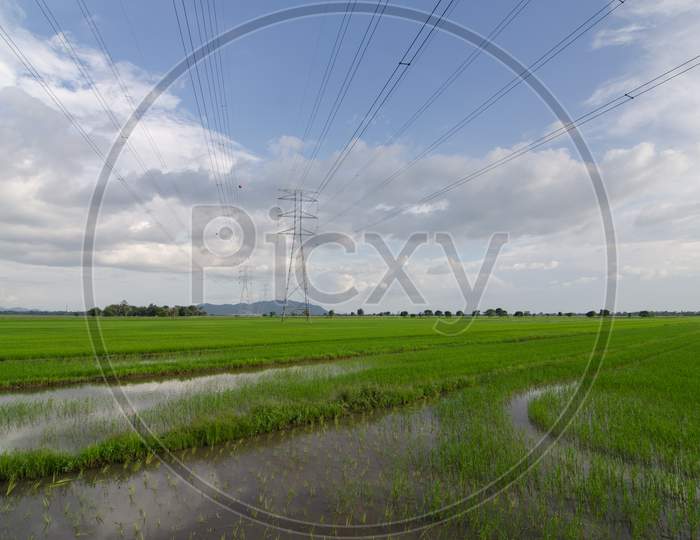 Paddy Field With Electric Tower Under Blue Sky