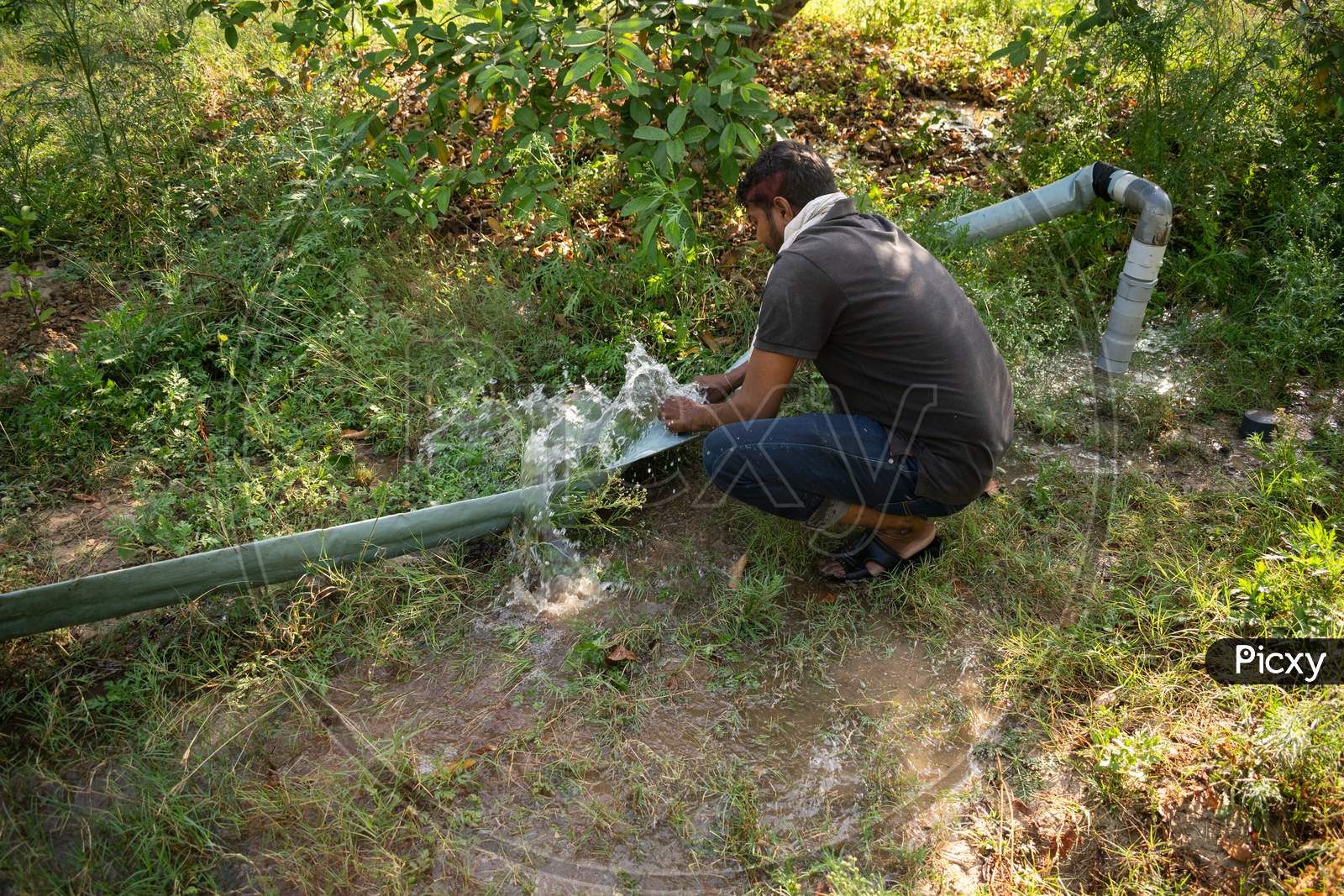 A farmer connecting two pipes for the irrigation of guava's garden