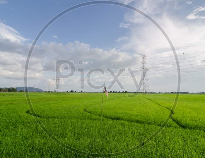 Paddy Field With Electric Tower Under Blue Sky.
