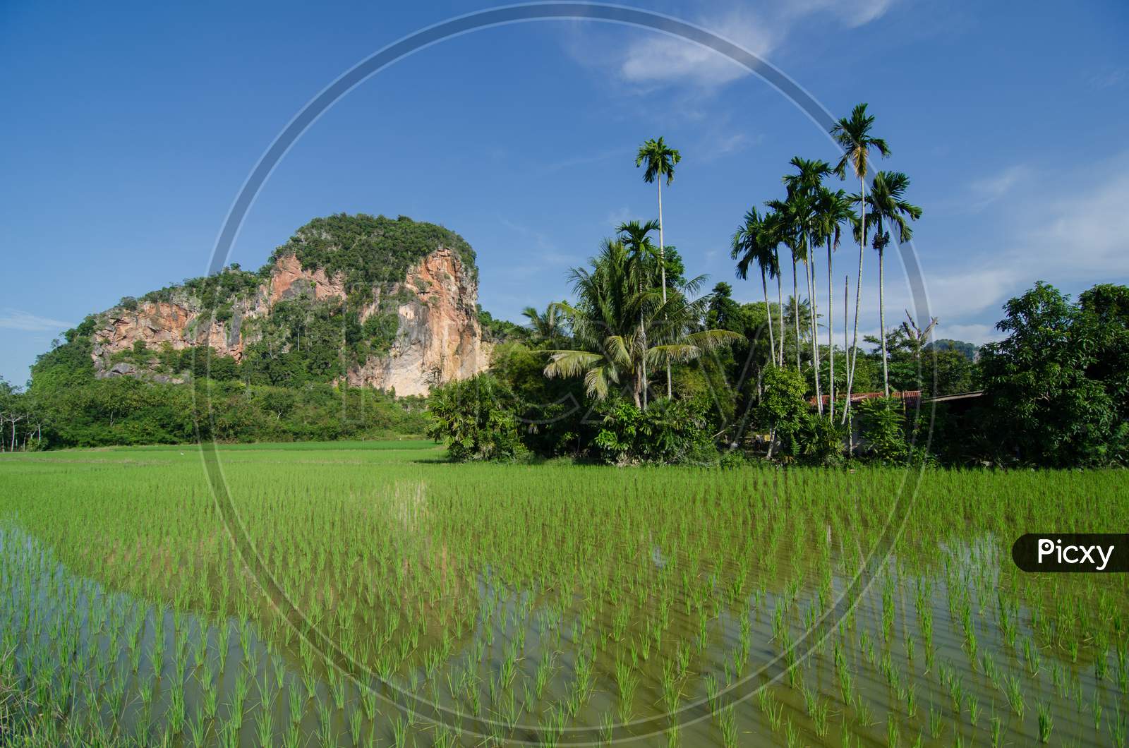 Coconut Tree And Limestone Hill In The Paddy Field.