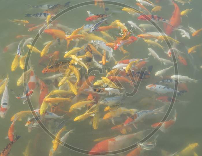 Herd Of Koi Fish Swim In The Lake.